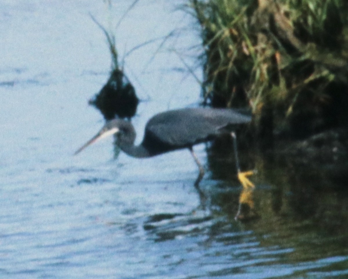eBird Checklist - 23 Jul 1983 - Nantucket--UMass Field Station - 1 species
