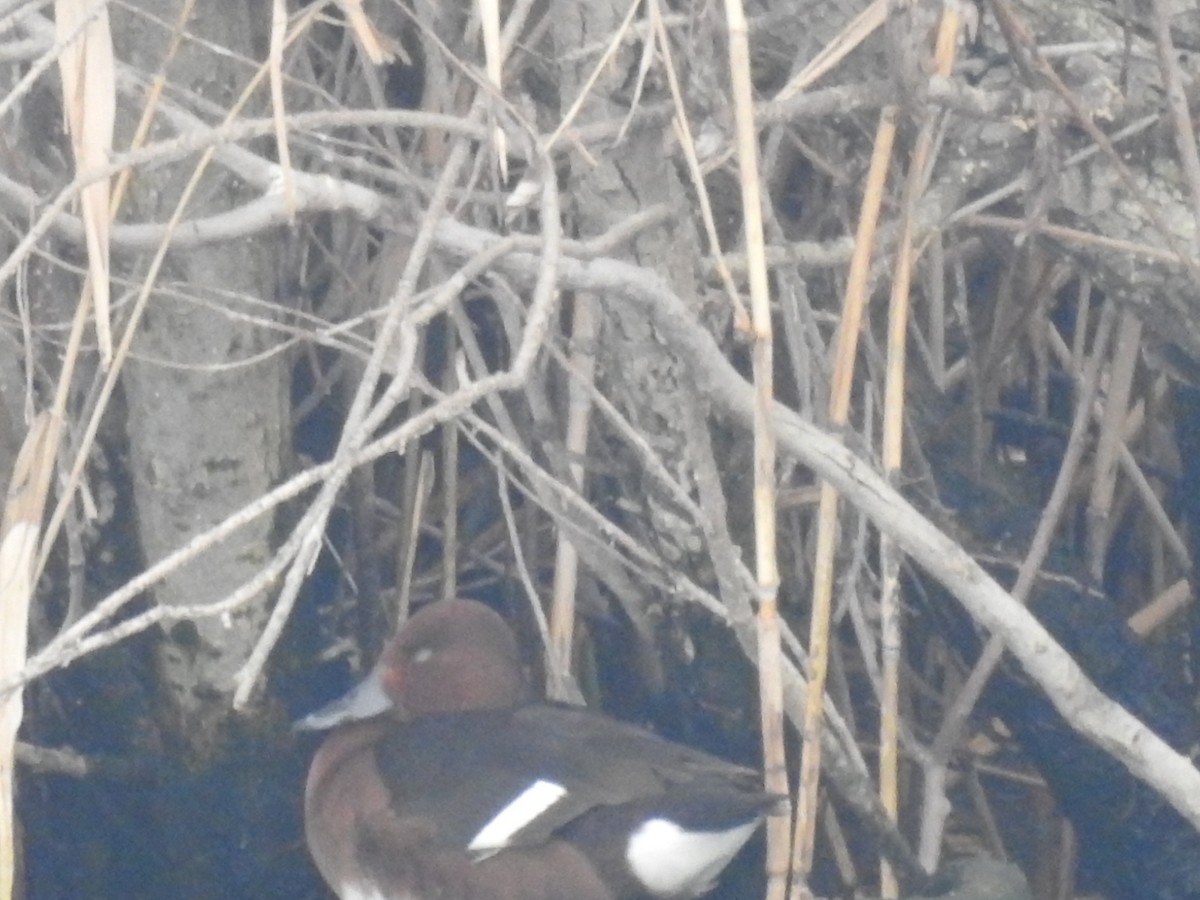 Ferruginous Duck - Durmuş Konar