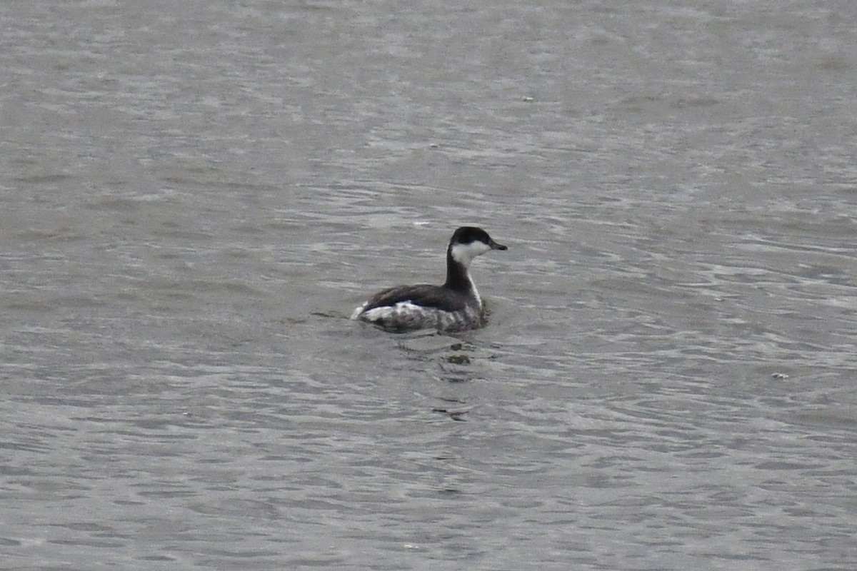 Horned Grebe - ML530524001