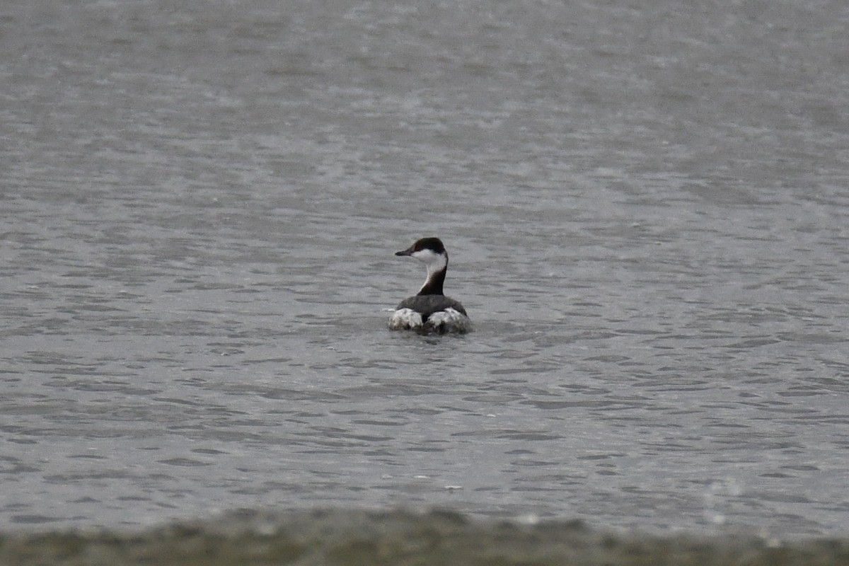 Horned Grebe - ML530524011