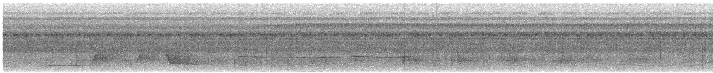 Bürzelbinden-Ameisenfänger - ML530524651