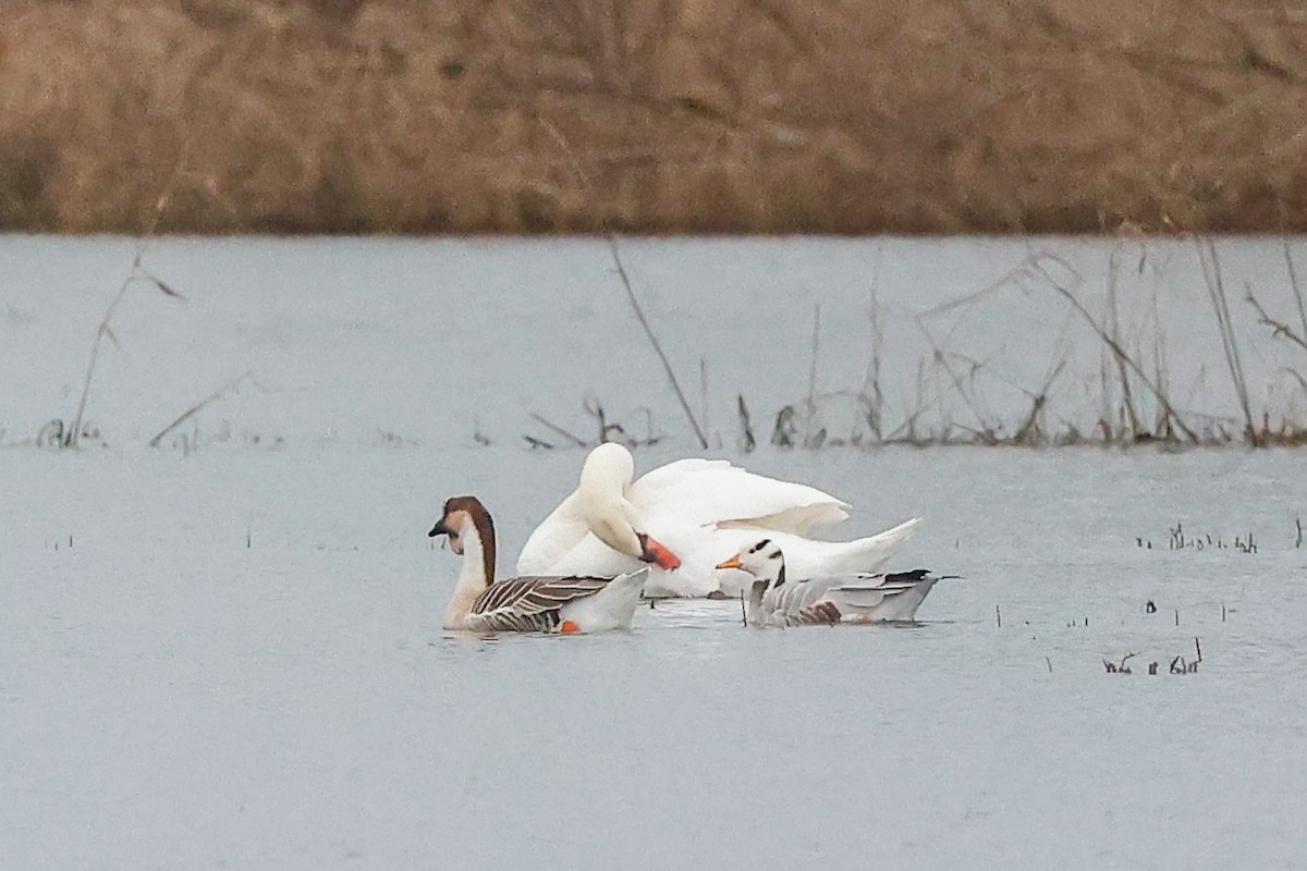 Bar-headed Goose - ML530526901