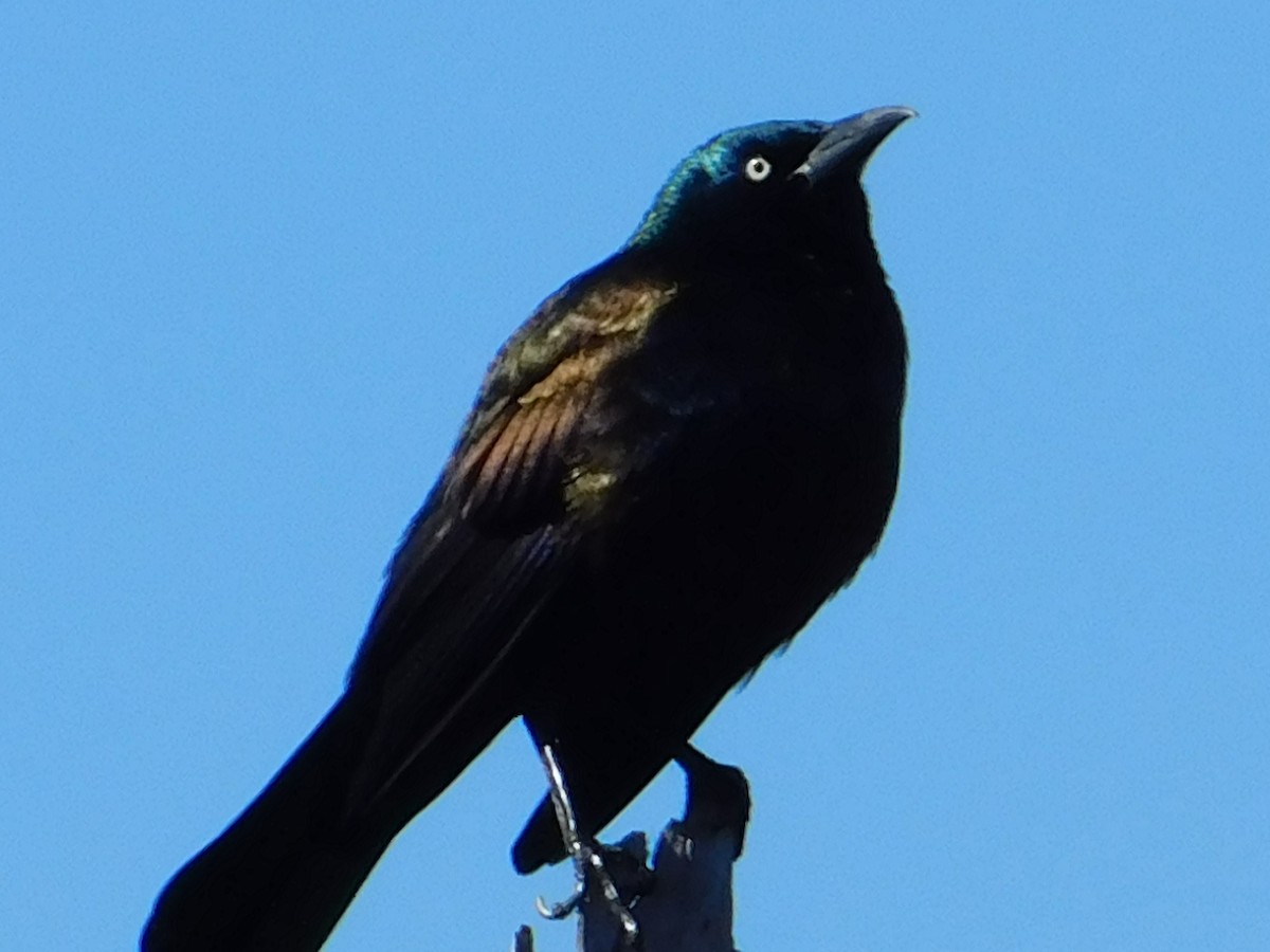 Common Grackle - ML53052711