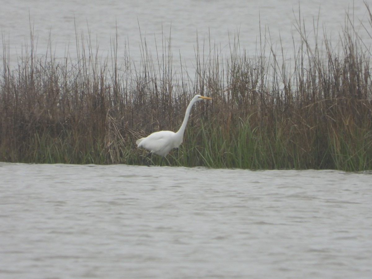 Great Egret - Vidhya Sundar