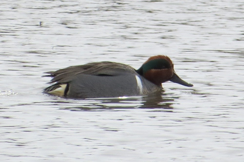 Green-winged Teal - ML530531971