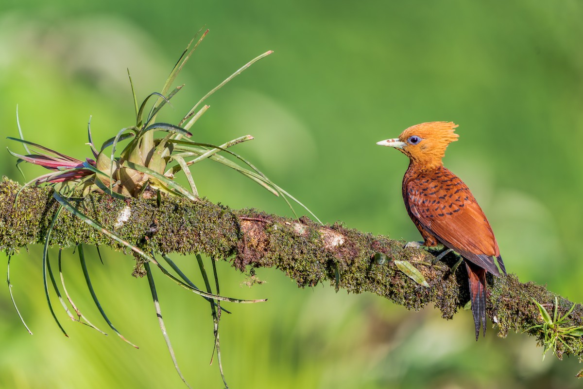 Chestnut-colored Woodpecker - ML530532731