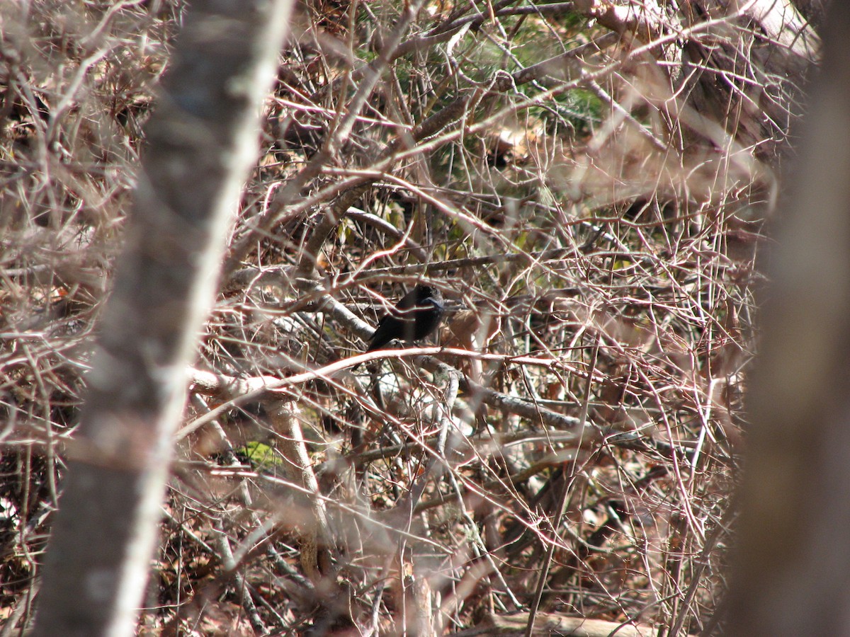 Rusty Blackbird - Luis Mendes