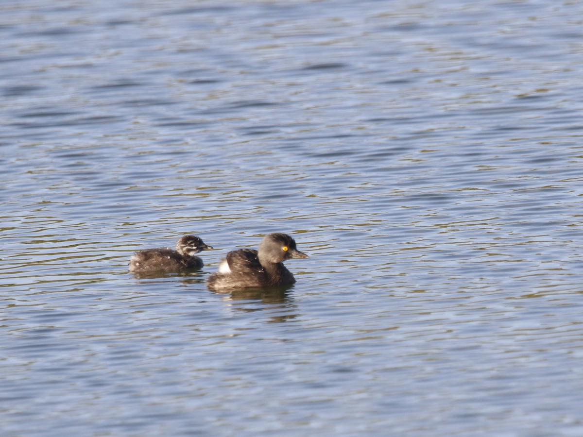 Least Grebe - ML530535341