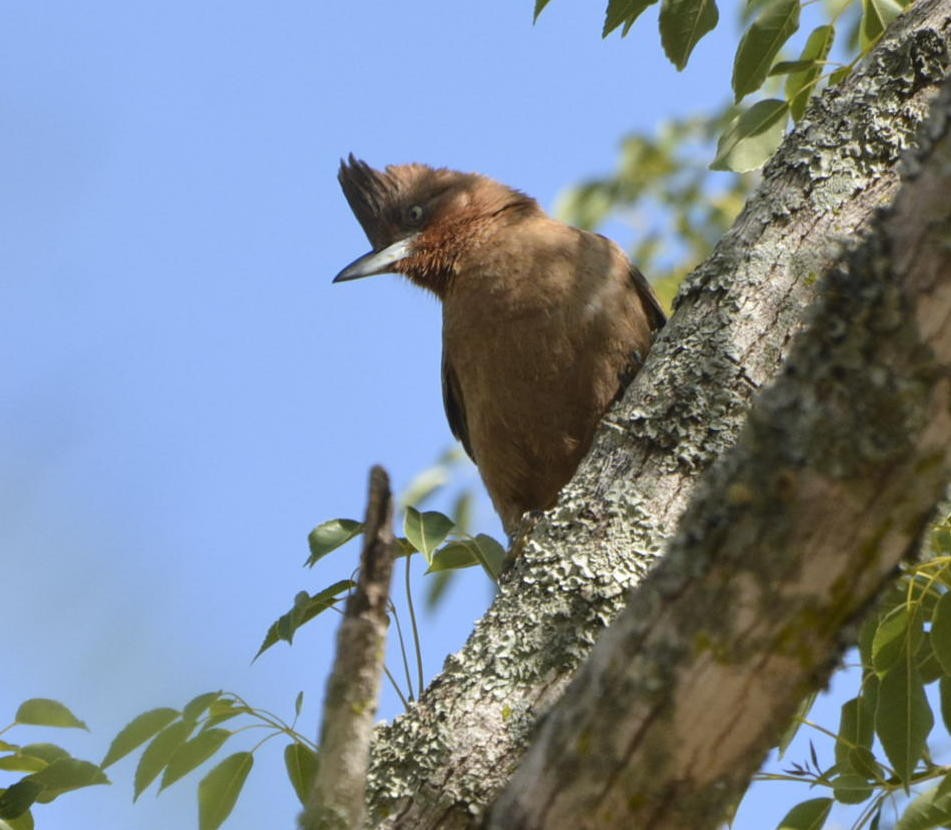 Brown Cacholote - ML530535721