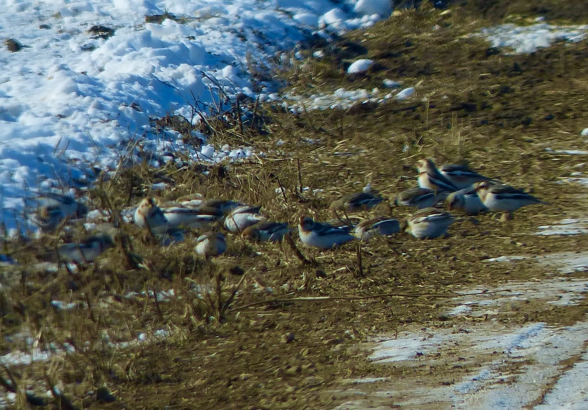 Snow Bunting - ML530536361