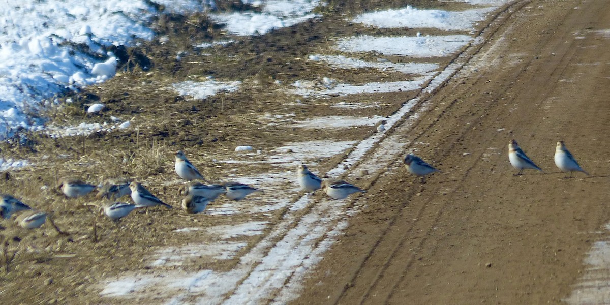 Snow Bunting - ML530536371