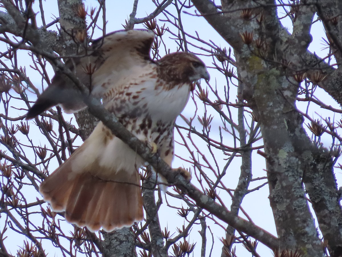 Red-tailed Hawk - ML530537911