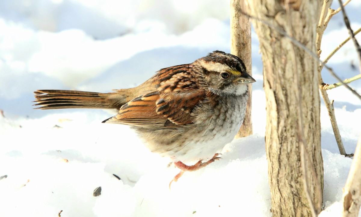 White-throated Sparrow - ML530538811