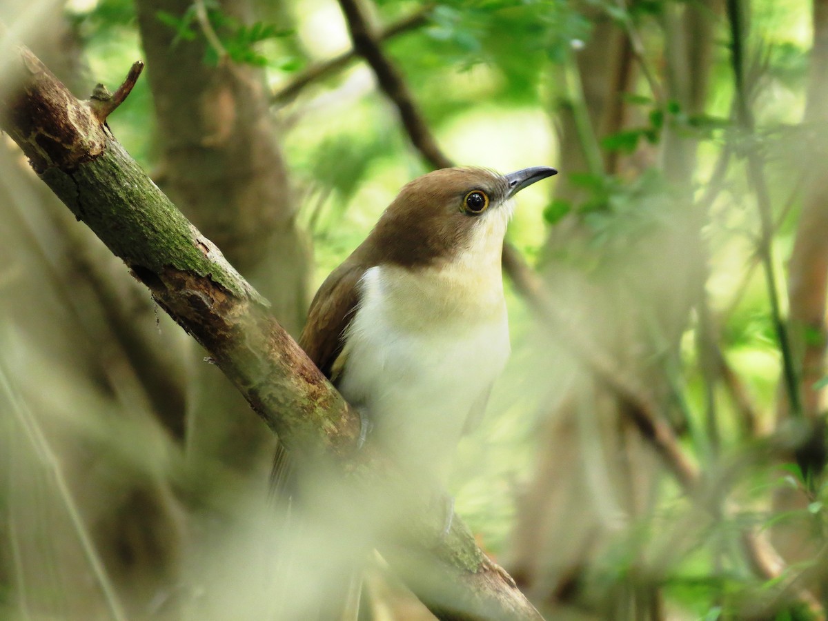 Black-billed Cuckoo - ML530538841