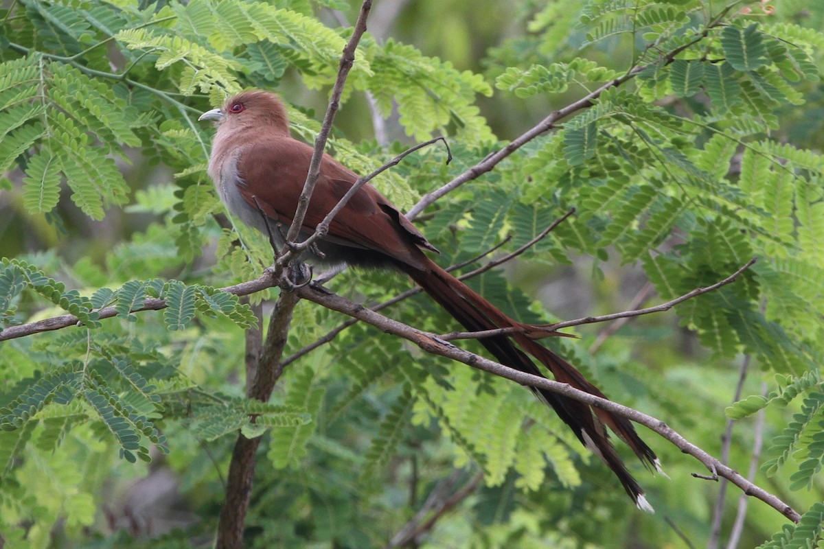 Squirrel Cuckoo - Blaise RAYMOND