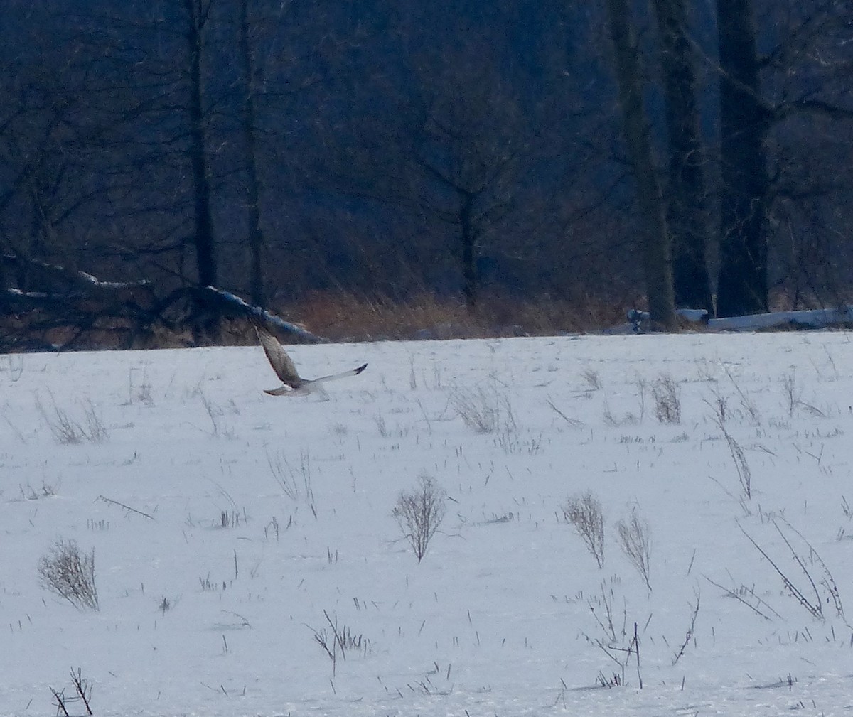 Northern Harrier - ML530539031