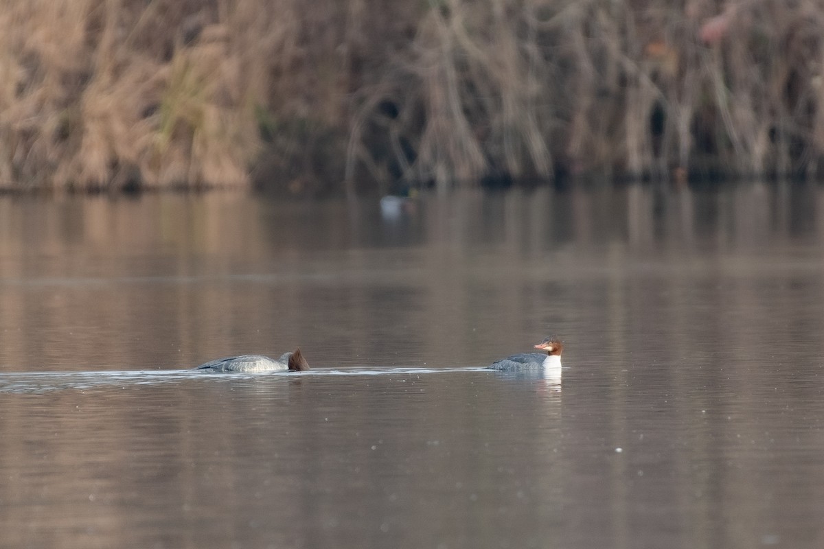 Common Merganser - ML530539341