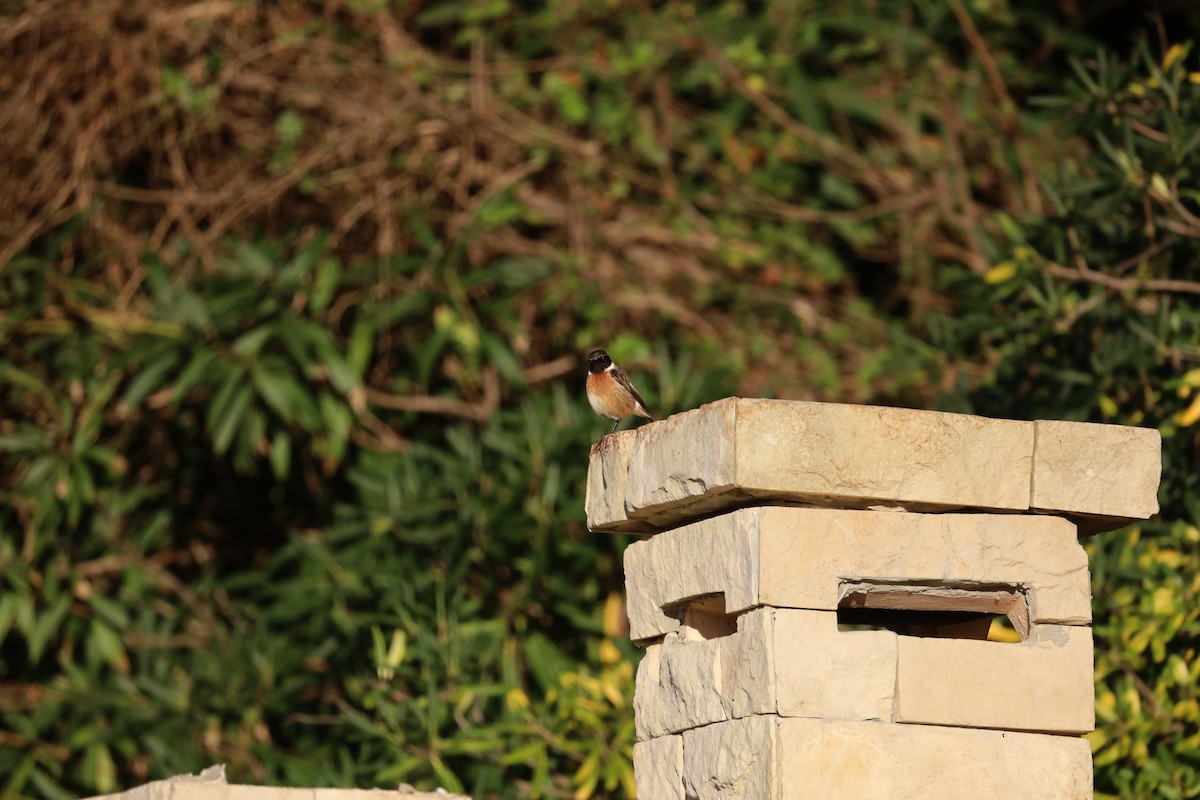 European Stonechat - ML530539391