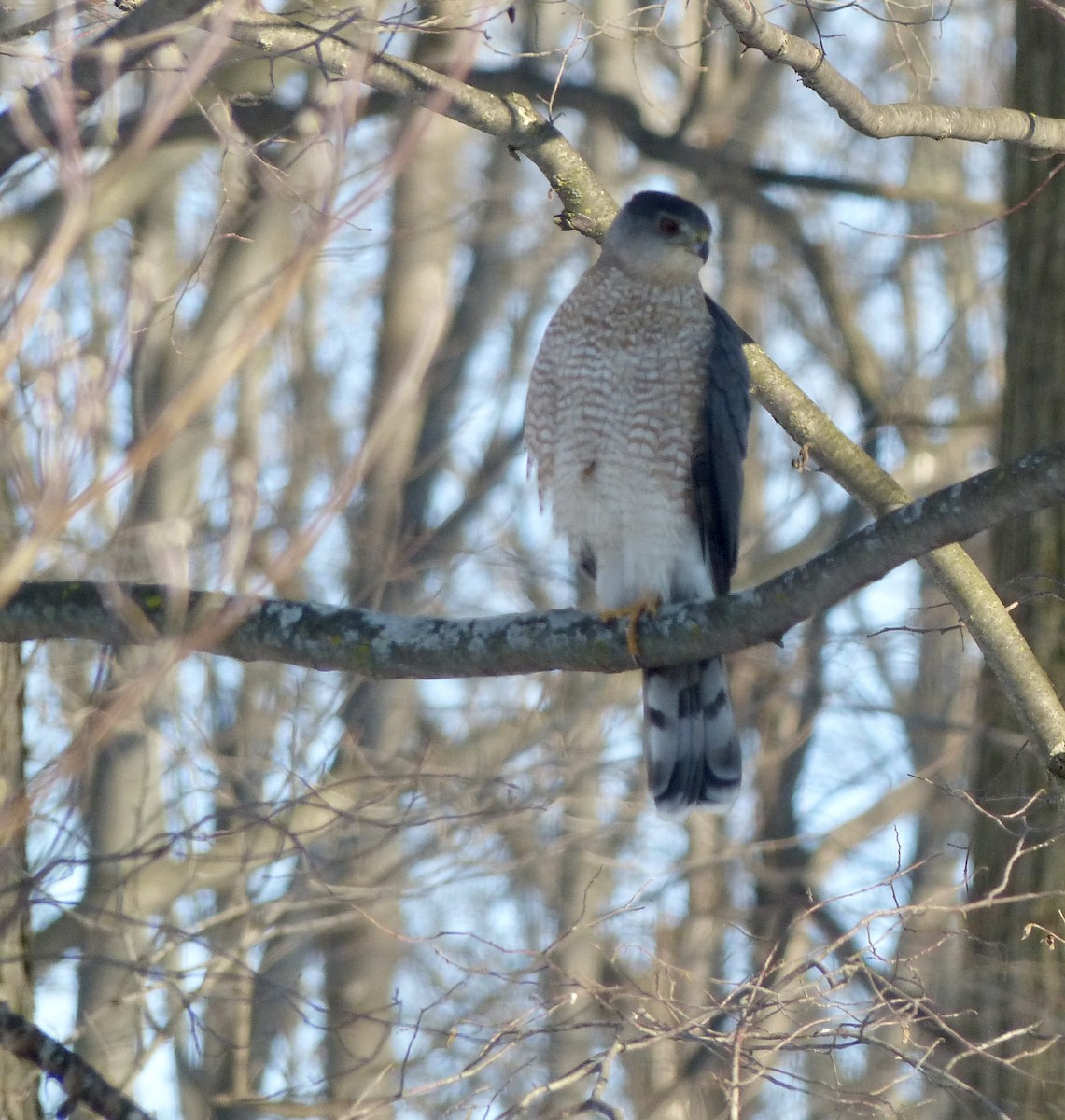 Cooper's Hawk - ML530539501