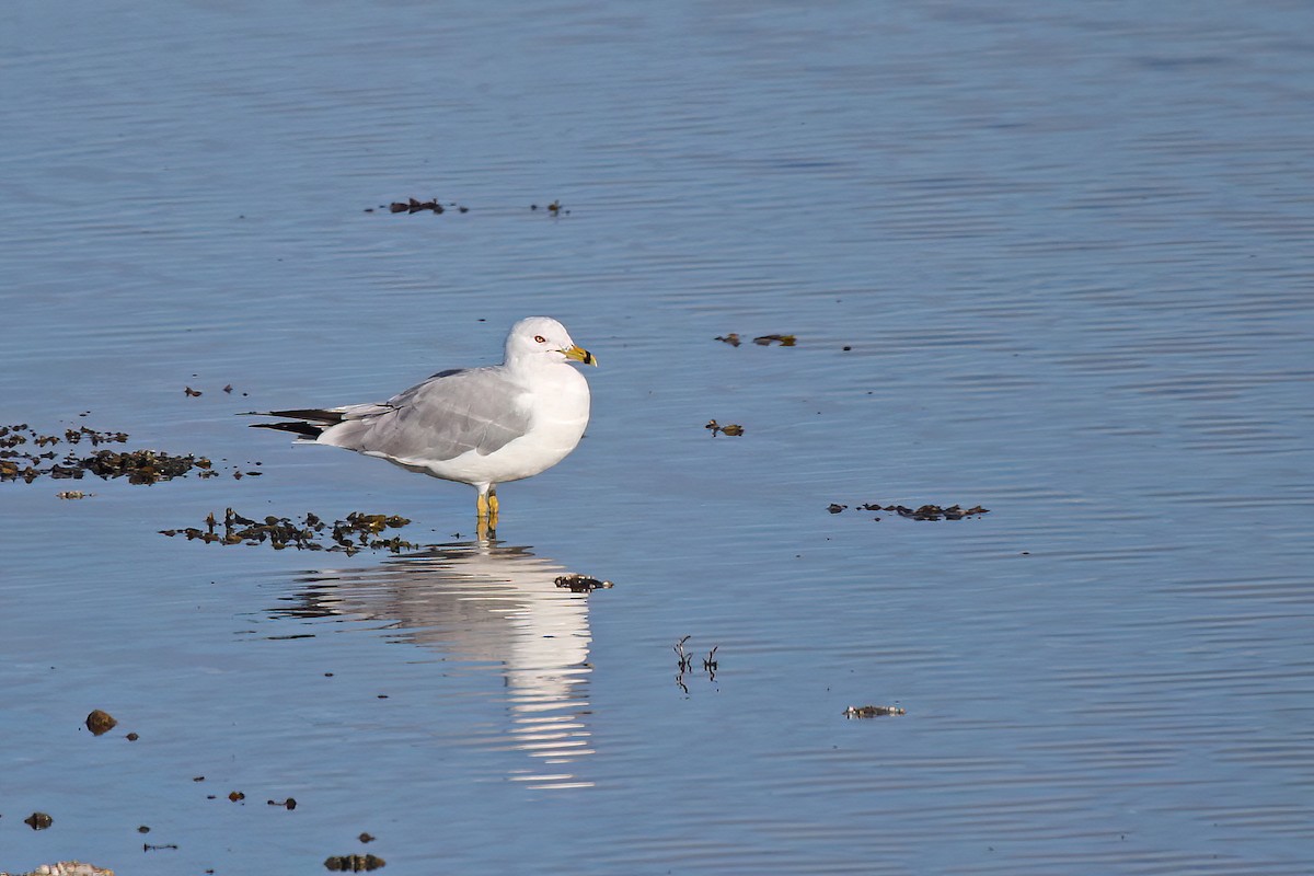 Ring-billed Gull - ML530539721