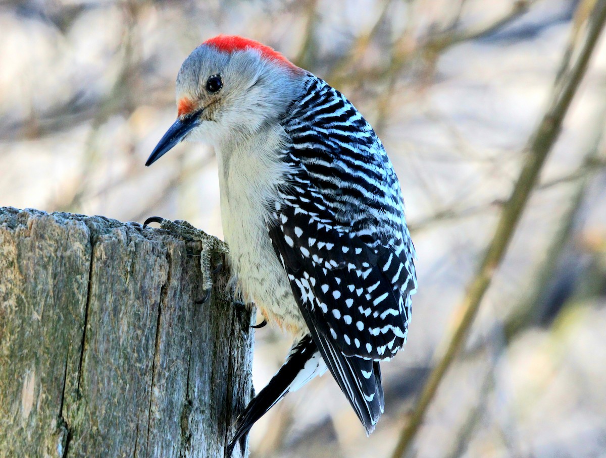 Red-bellied Woodpecker - Sawyer Dawson