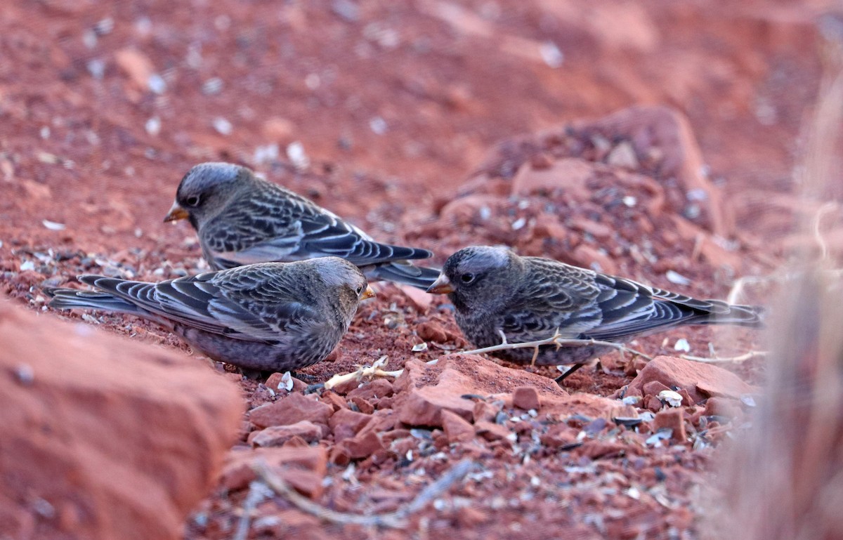 Black Rosy-Finch - Jason Wilder