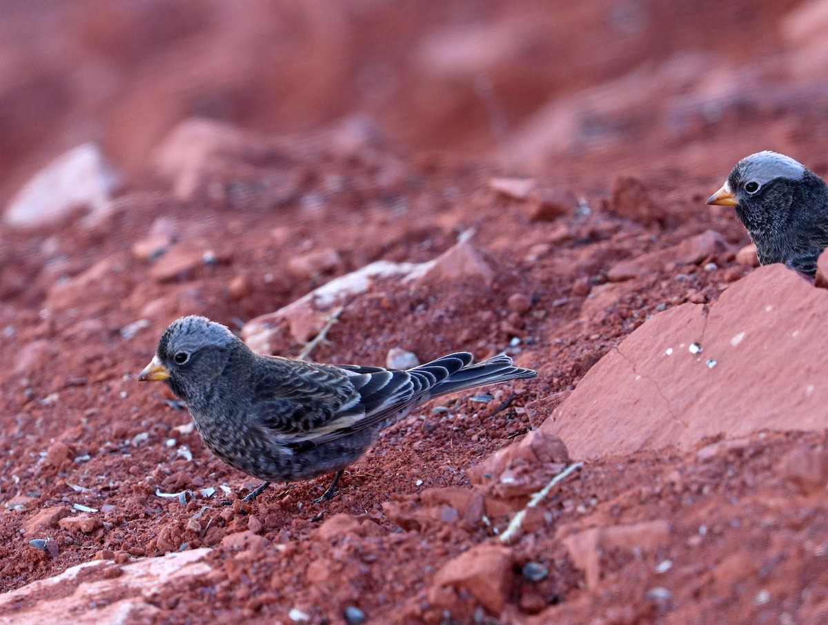 Black Rosy-Finch - Jason Wilder