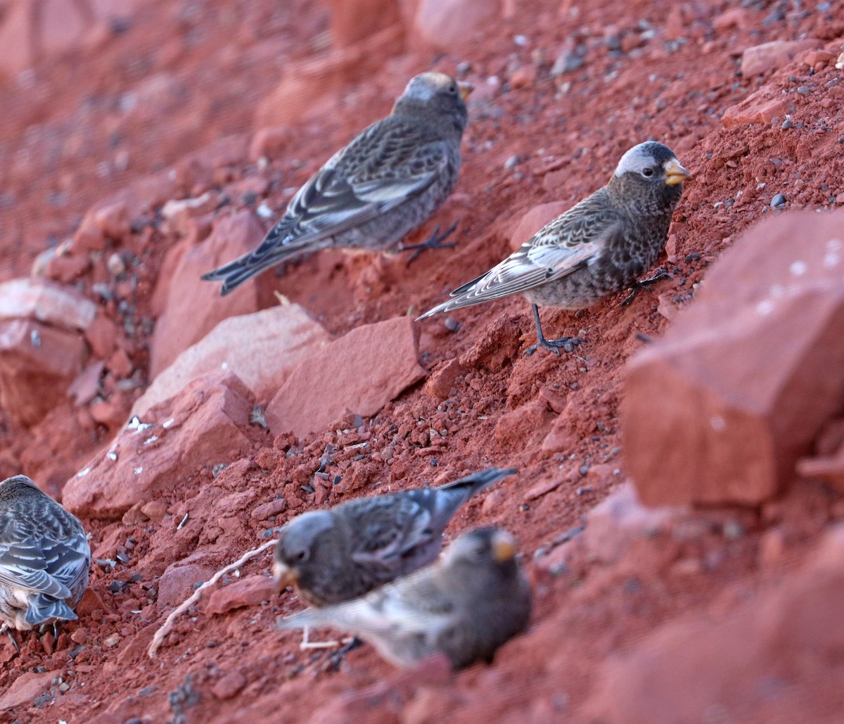 Black Rosy-Finch - Jason Wilder