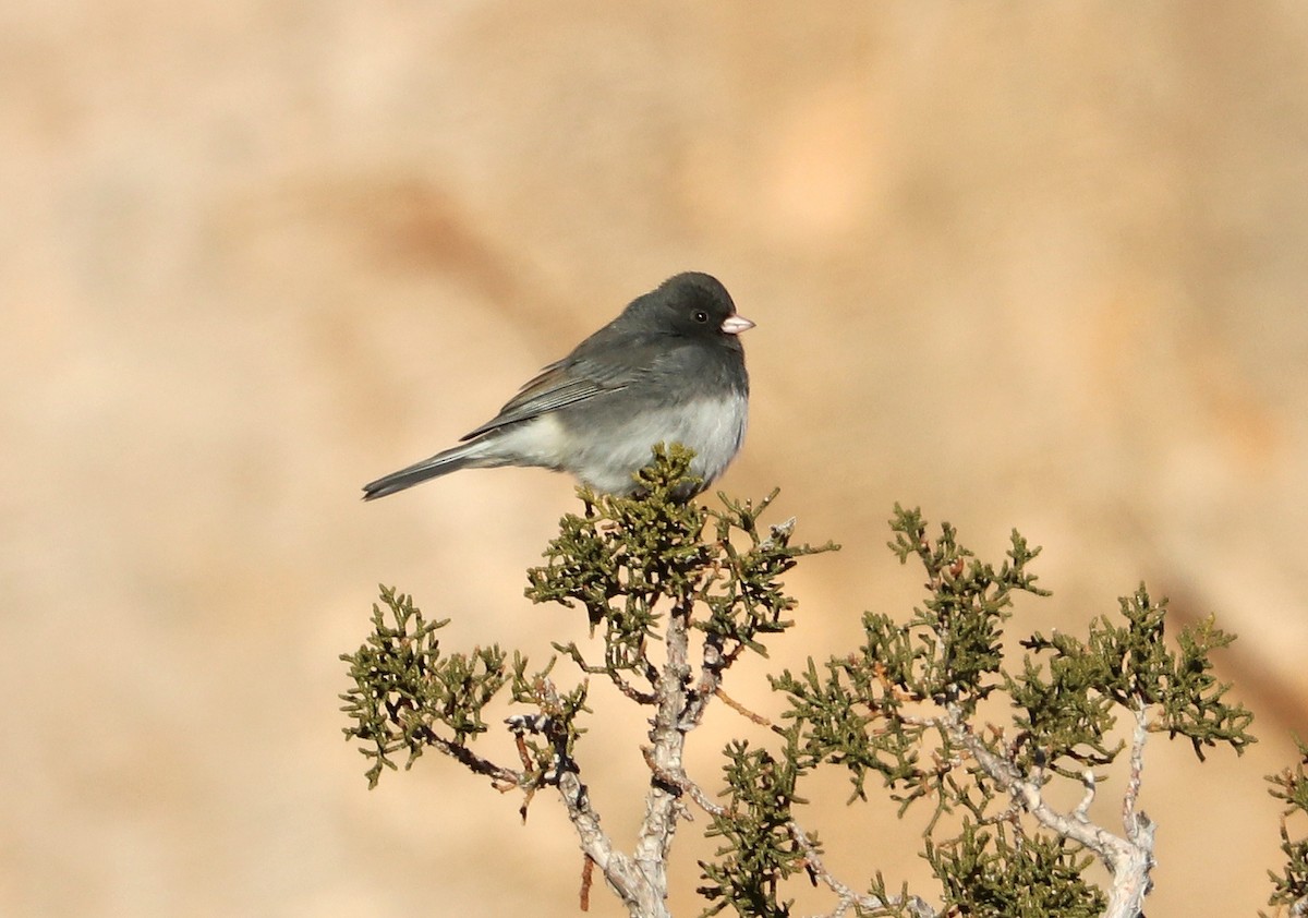 Junco Ojioscuro (hyemalis/carolinensis) - ML530540831