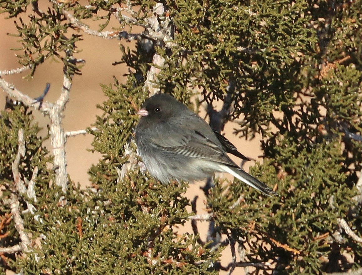 Junco Ojioscuro (hyemalis/carolinensis) - ML530540841