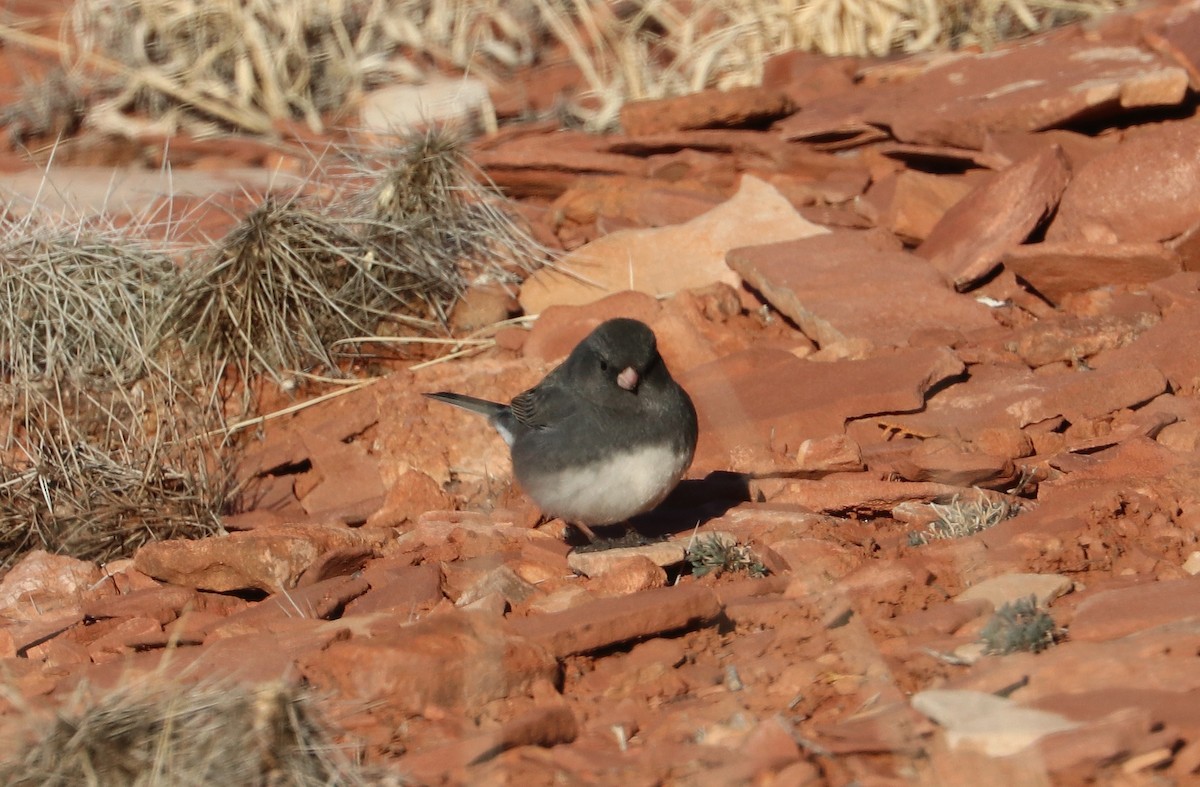 Dark-eyed Junco (Slate-colored) - ML530540851