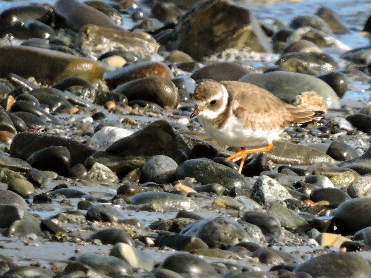 Common Ringed Plover - Tara Yeackel