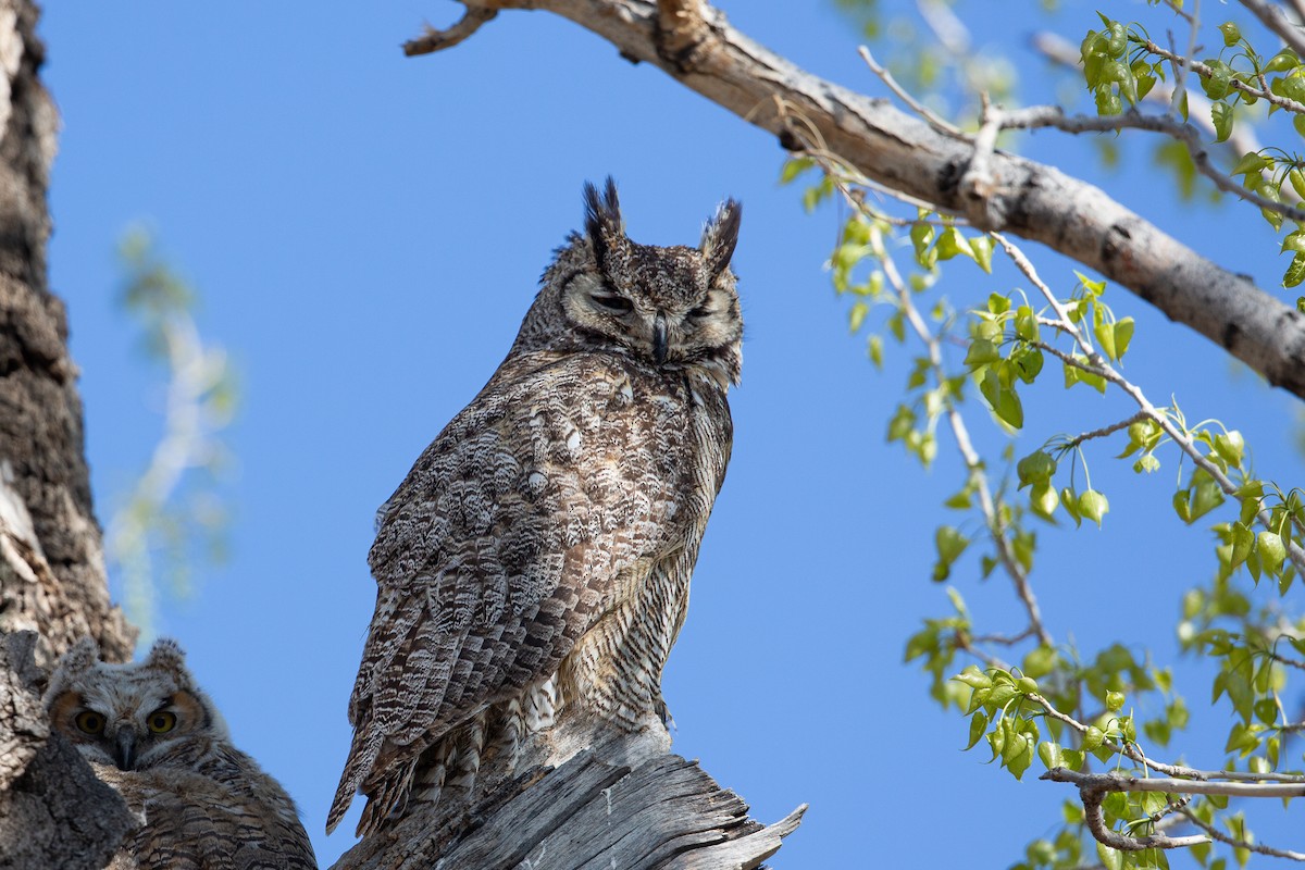 Great Horned Owl - ML530541381