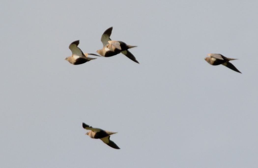 Black-bellied Sandgrouse - ML53054161