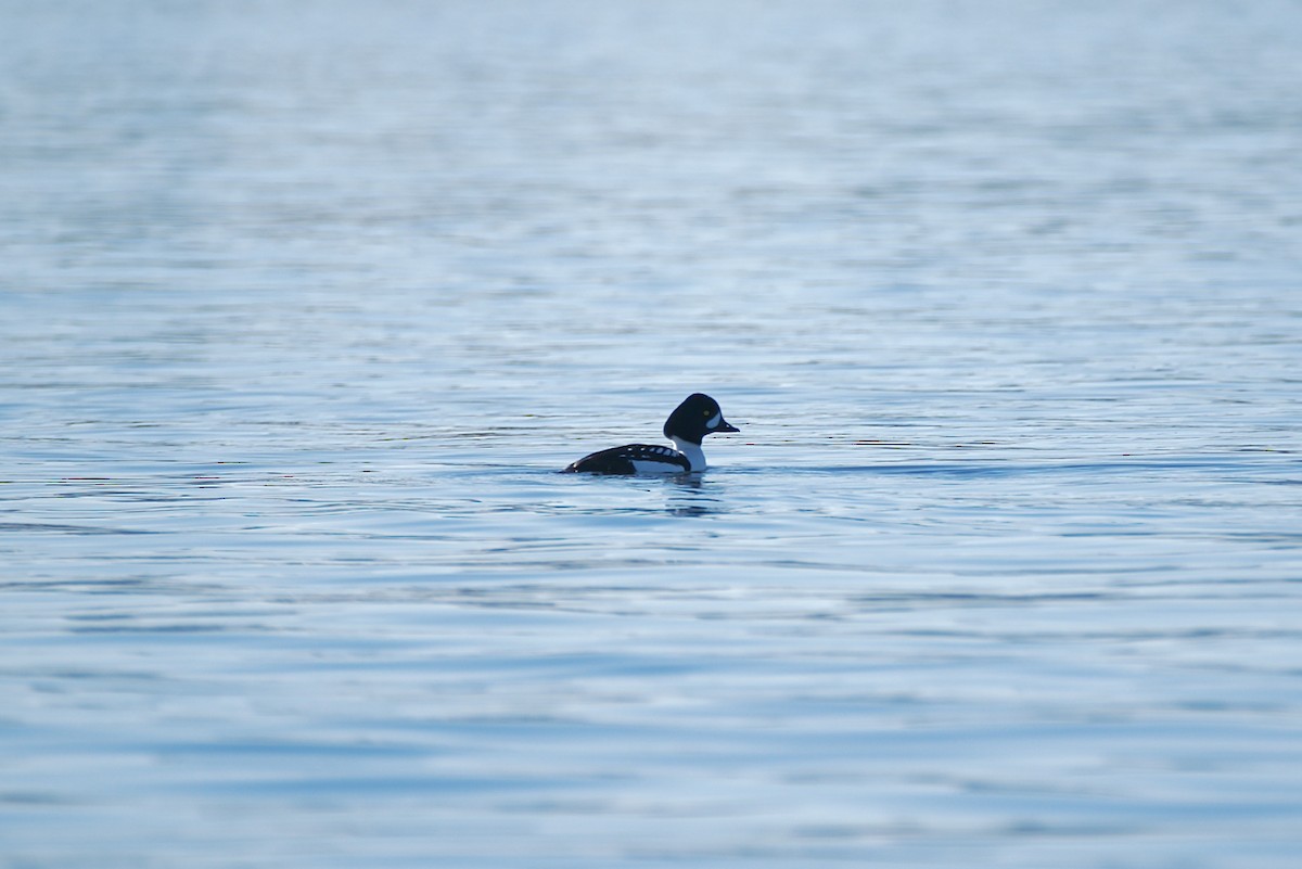 Barrow's Goldeneye - ML530542131