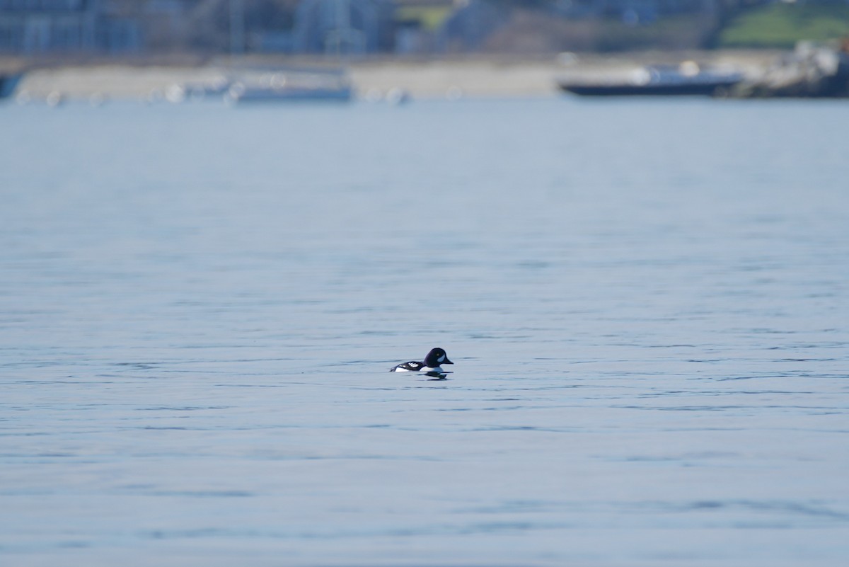 Barrow's Goldeneye - ML530542141