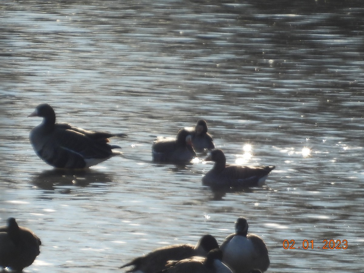 Greater White-fronted Goose - ML530543491