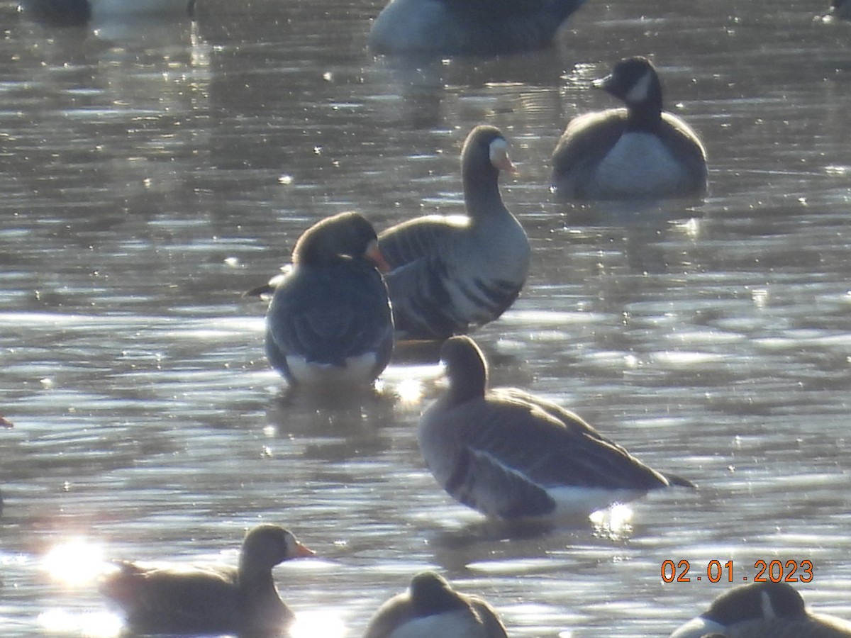 Greater White-fronted Goose - ML530543741