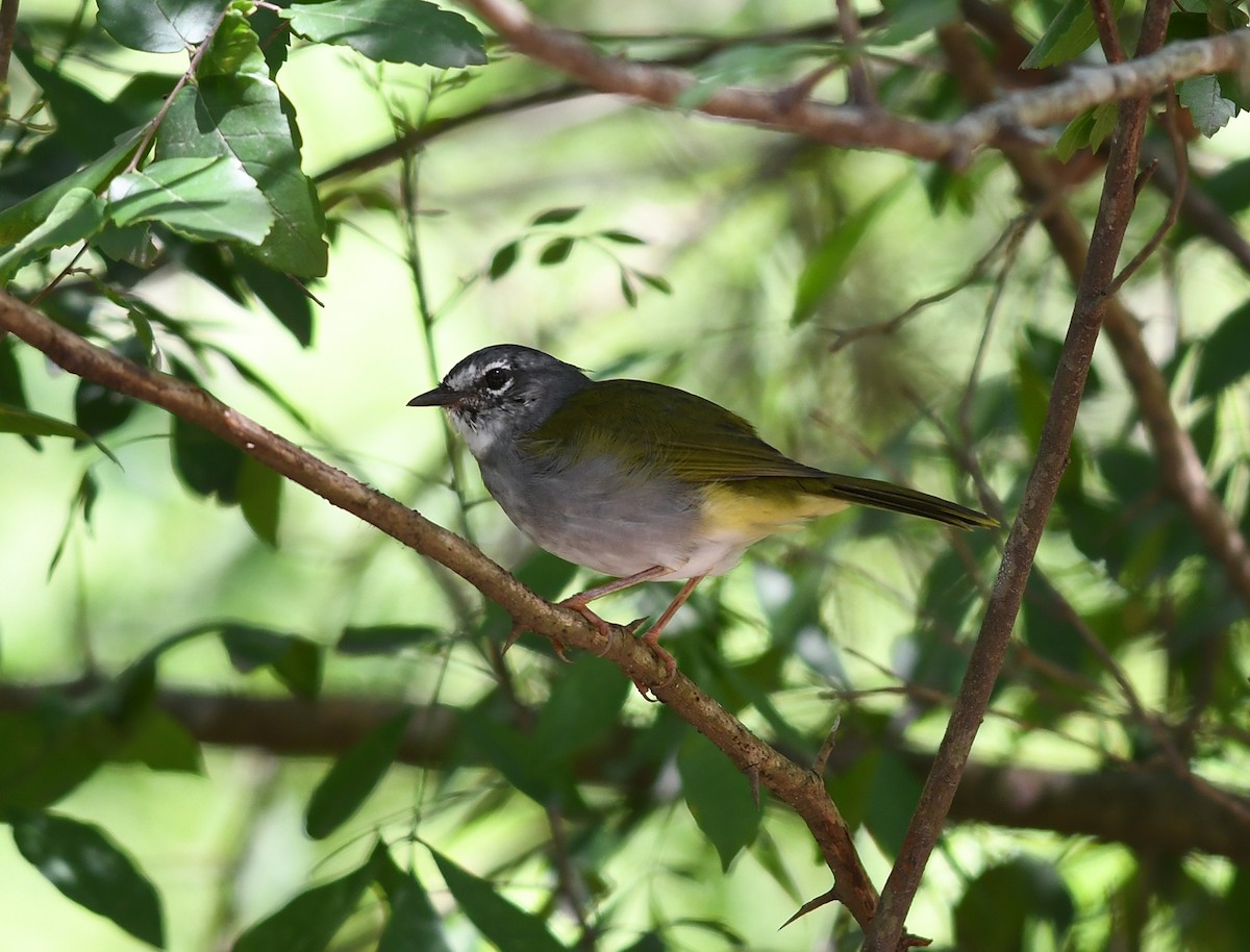 Olivflanken-Waldsänger - ML530544191