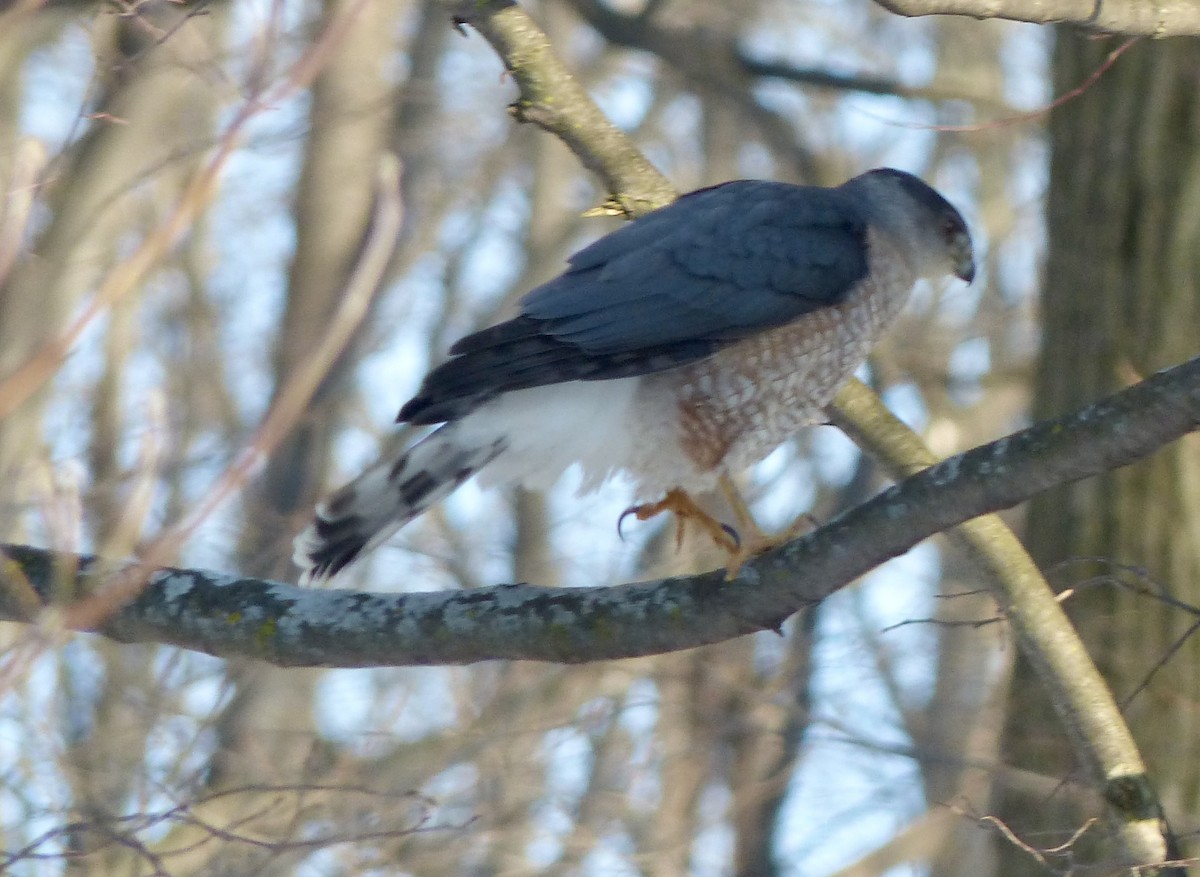 Cooper's Hawk - ML530544831