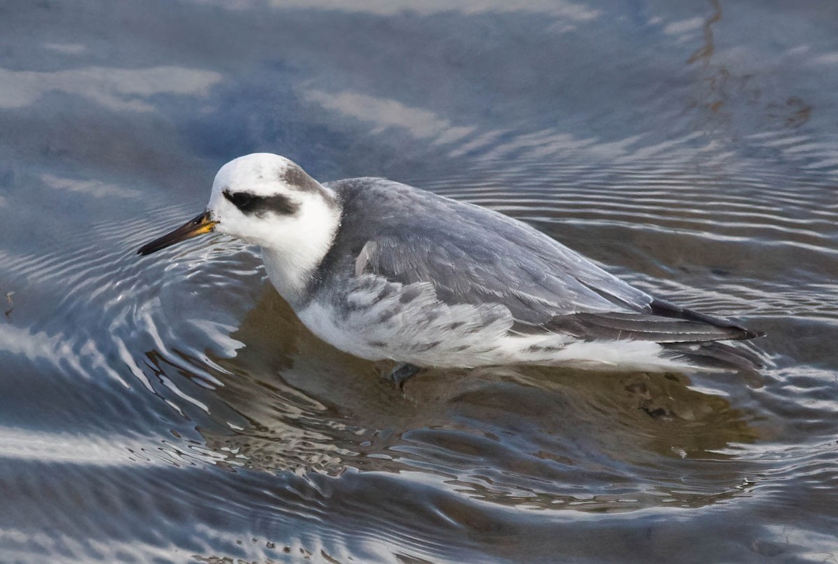 Red Phalarope - ML530545451