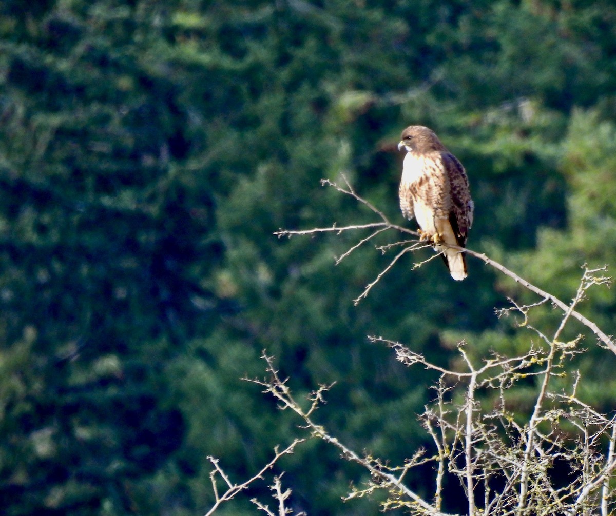 Red-tailed Hawk - ML530547231