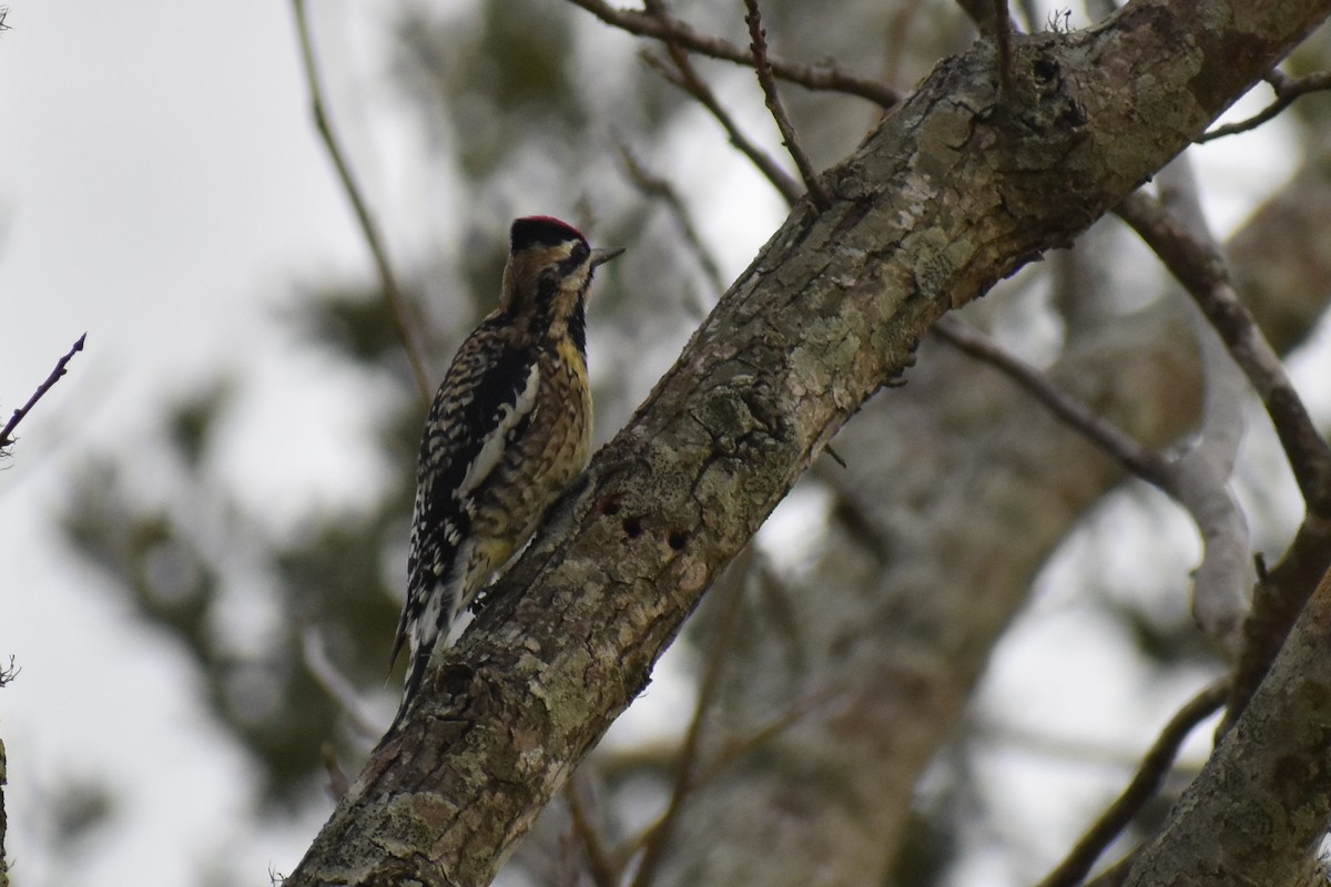Yellow-bellied Sapsucker - Claire H