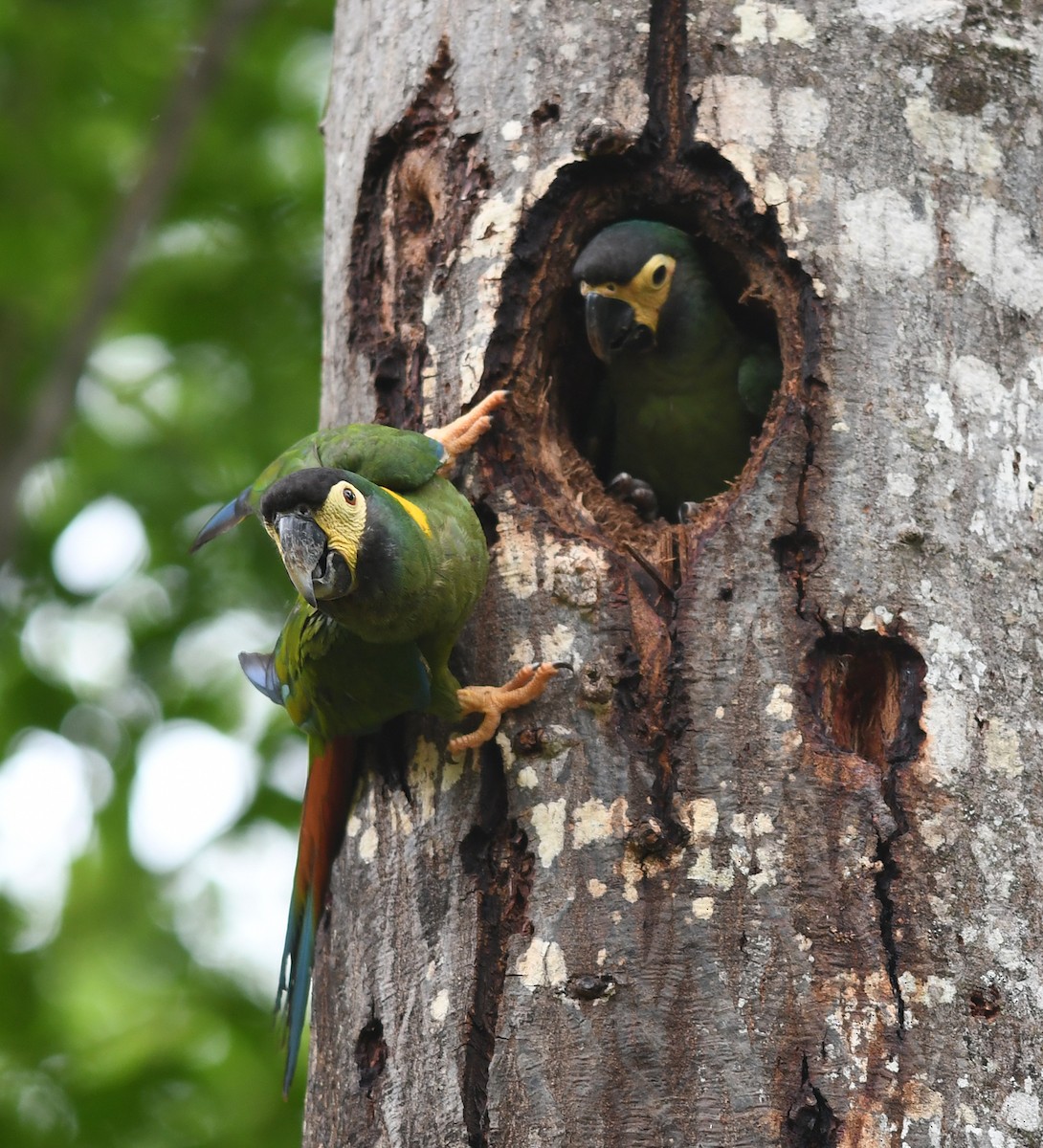 キエリヒメコンゴウインコ - ML530547631