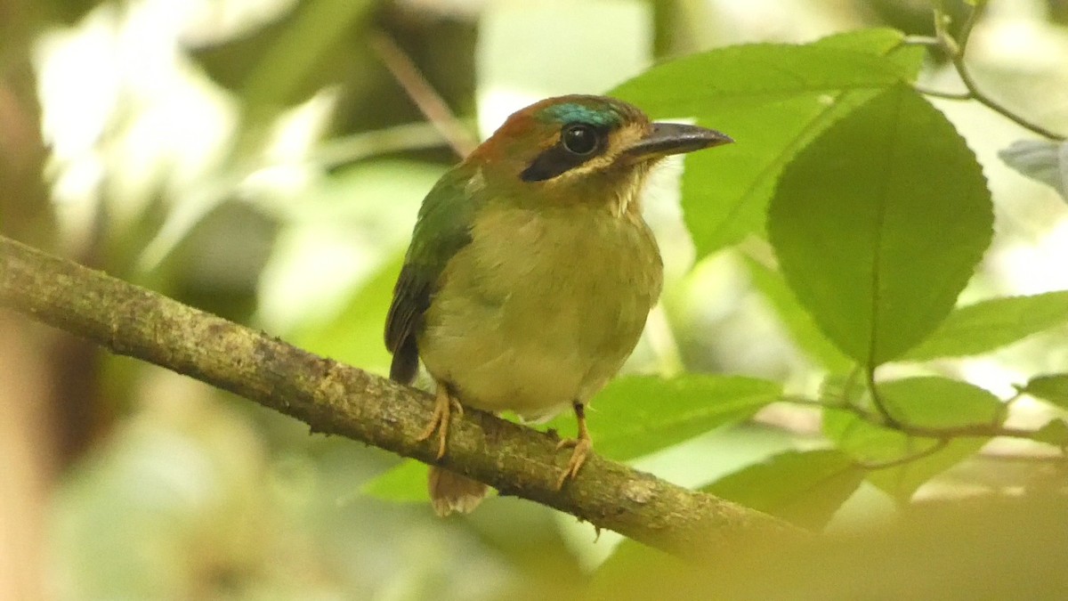 Tody Motmot - ML530547791