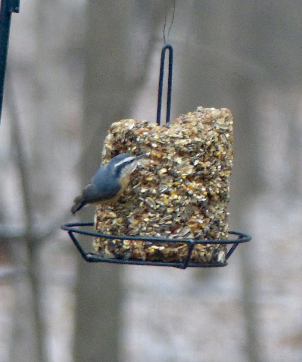 Red-breasted Nuthatch - ML530547841