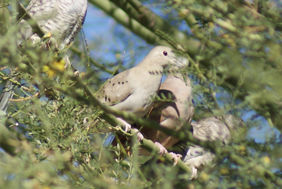 Ruddy Ground Dove - ML530548041