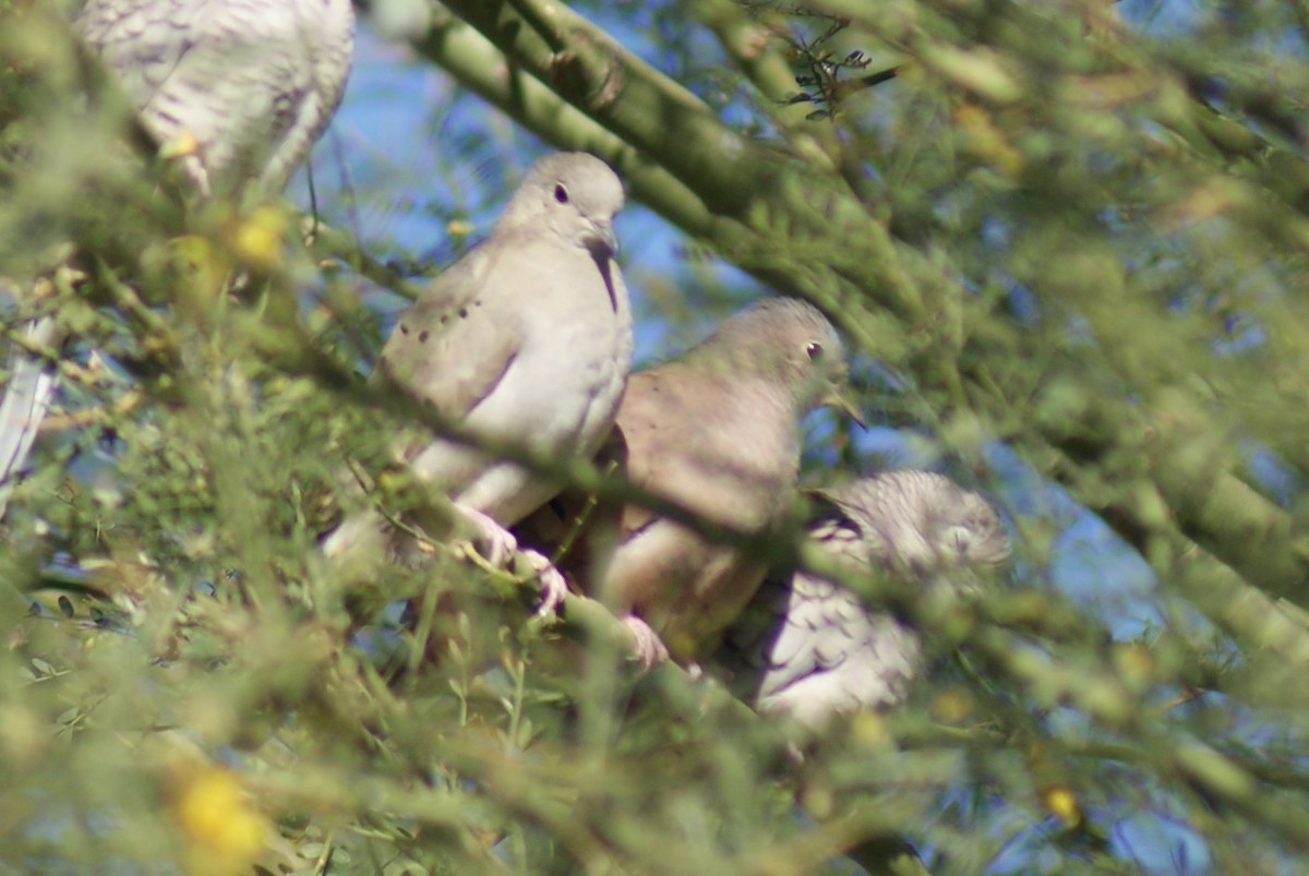 Ruddy Ground Dove - ML530548251