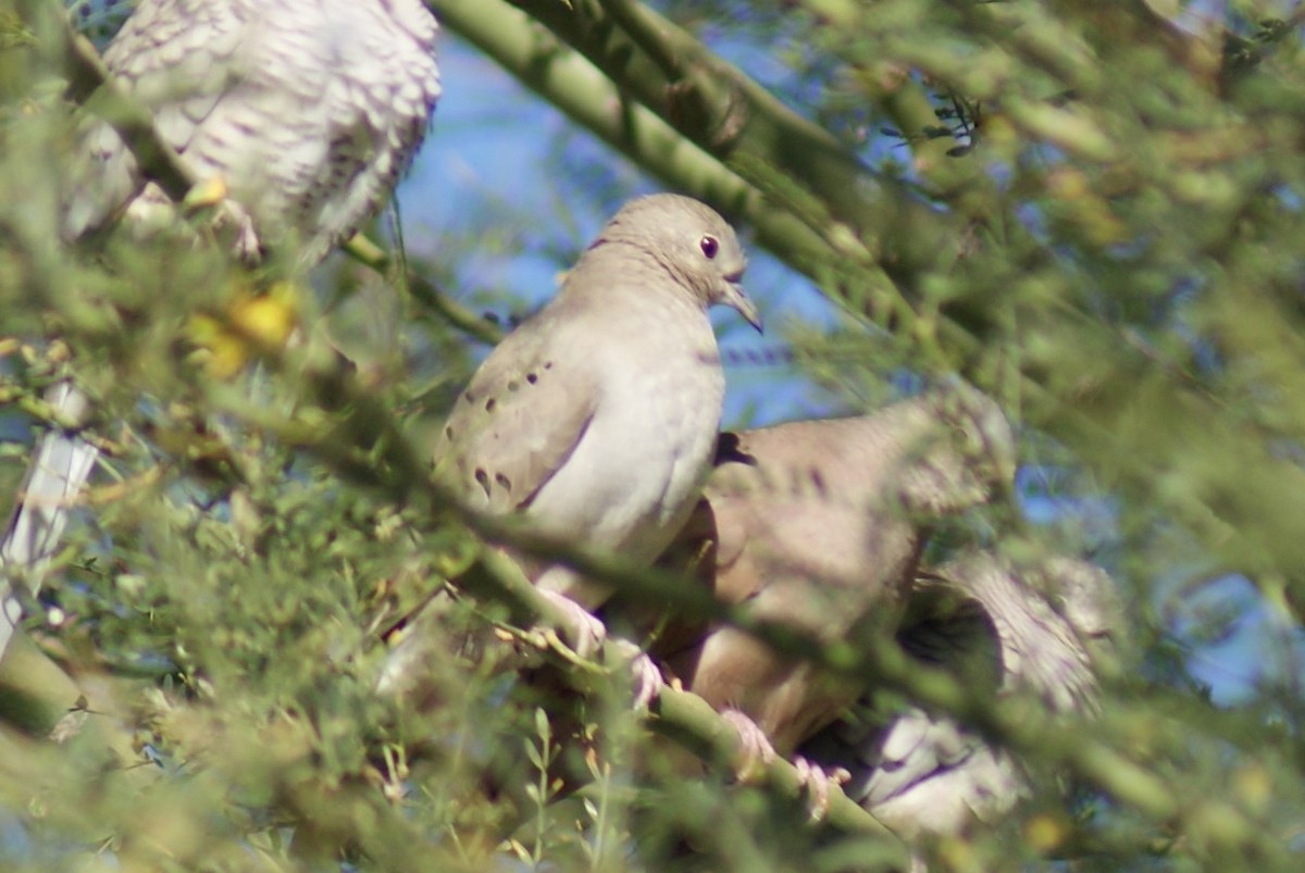 Ruddy Ground Dove - ML530548531