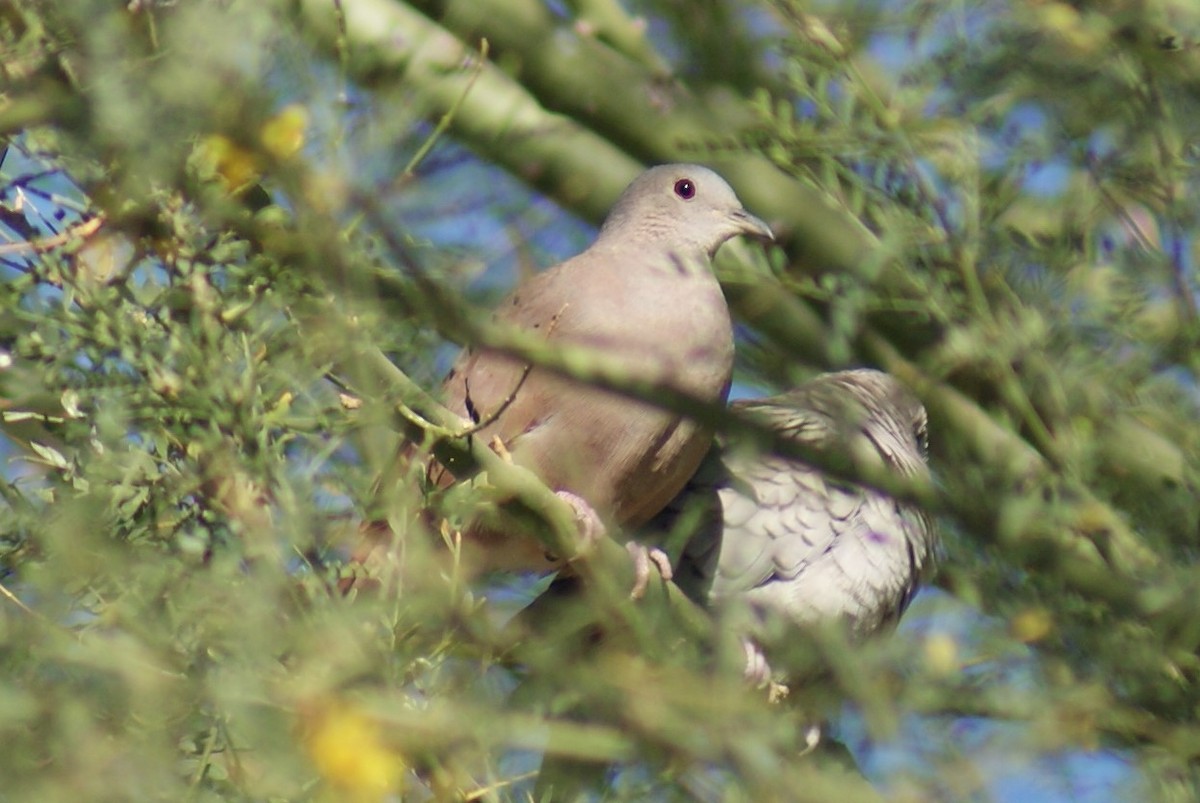 Ruddy Ground Dove - ML530548671